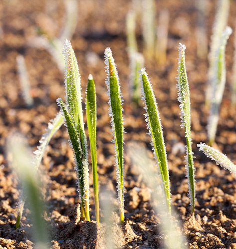 Atlanta Helicopter Frost and Ice